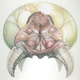 Illustration for article titled The Ultra Realistic Metroid Is Anatomically Correct (And Maybe NSFW)
